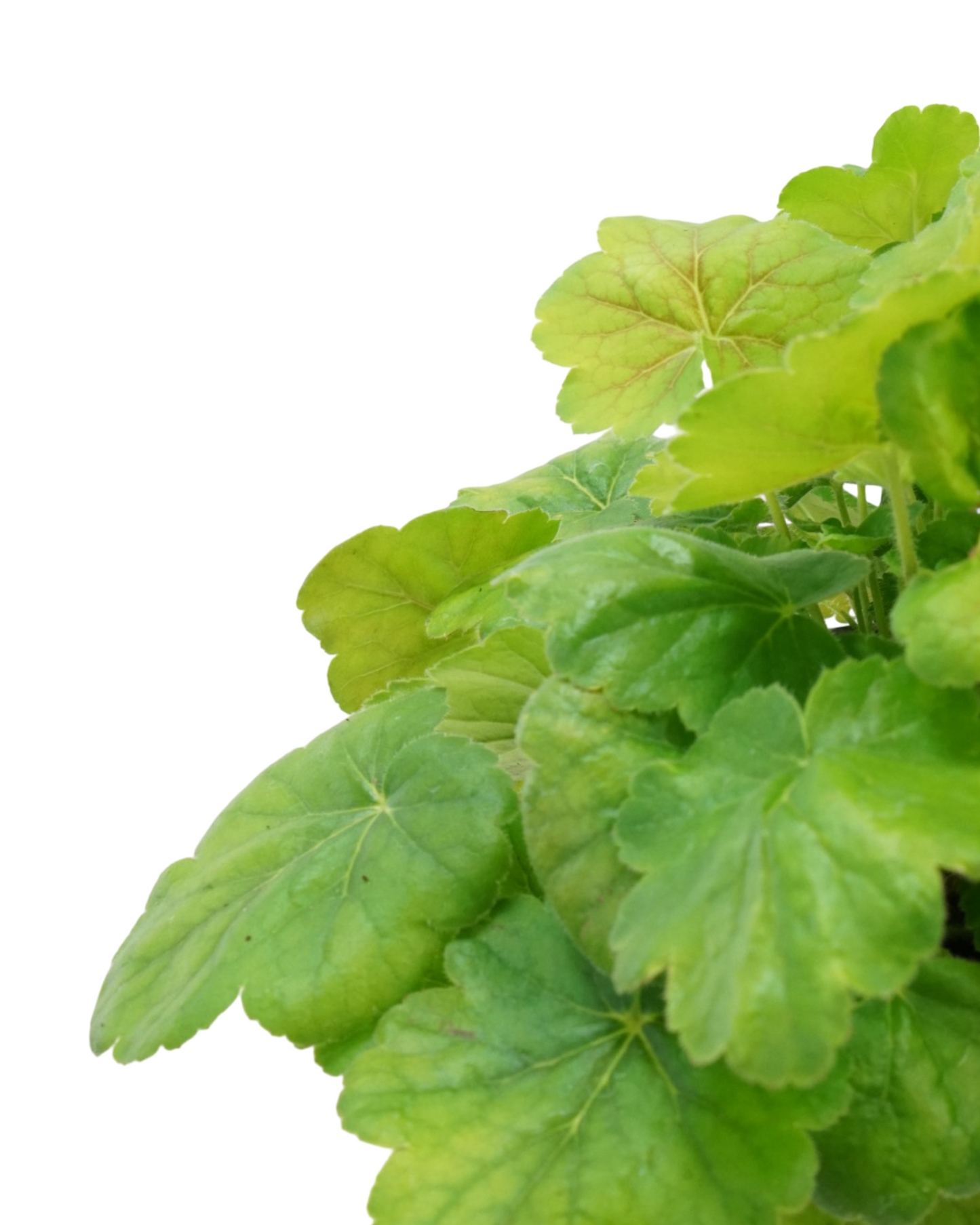 Heuchera 'Northern Exposure Sienna'