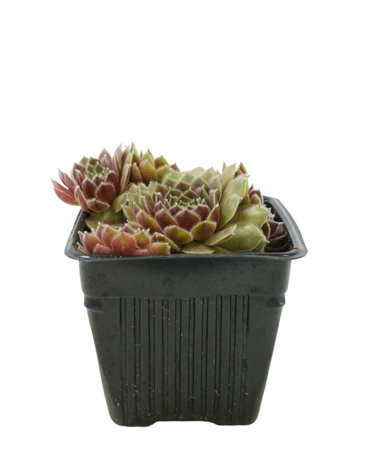 Sempervivum 'Leneca'