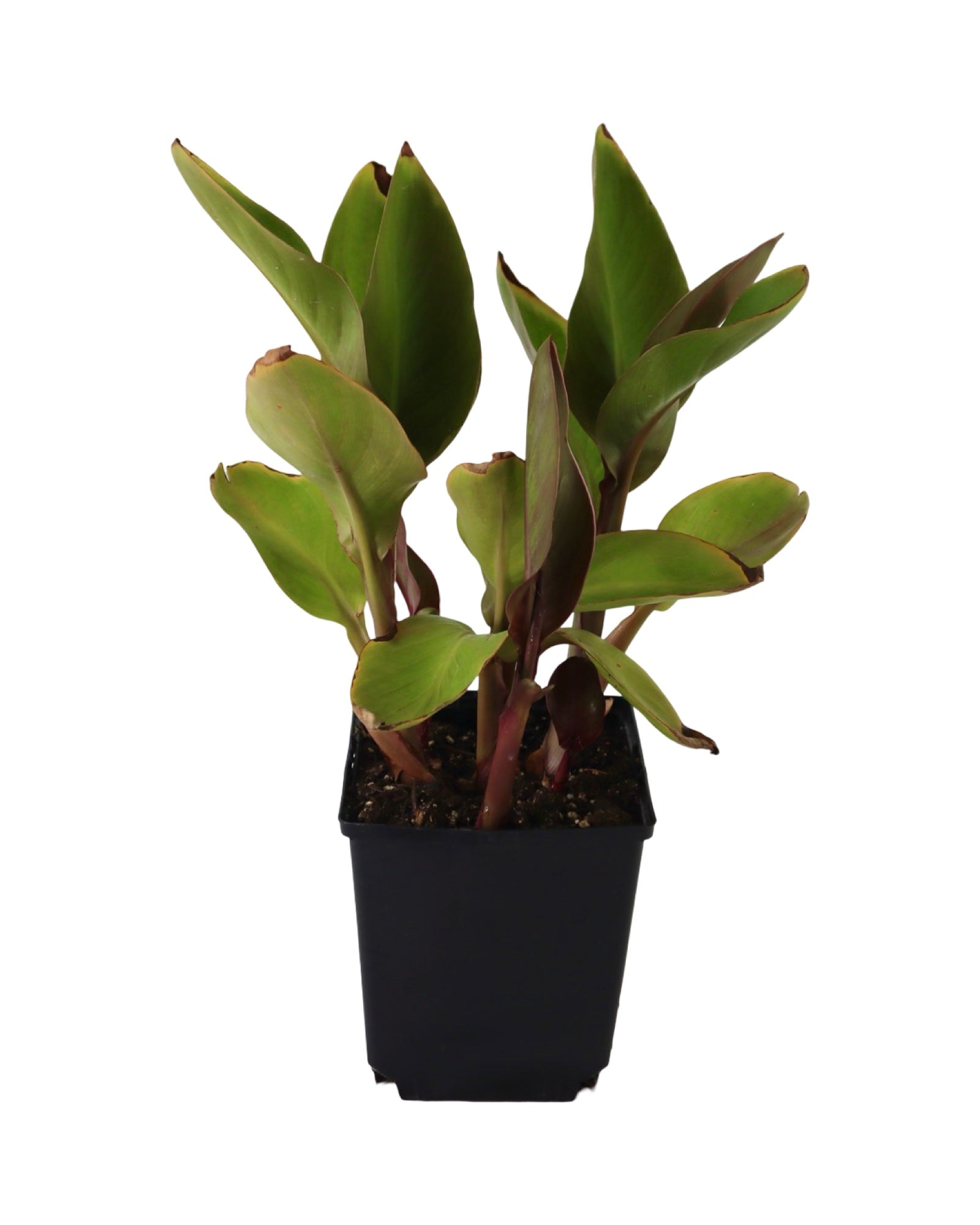 Canna Cannova® Bronze Peach - Perennials