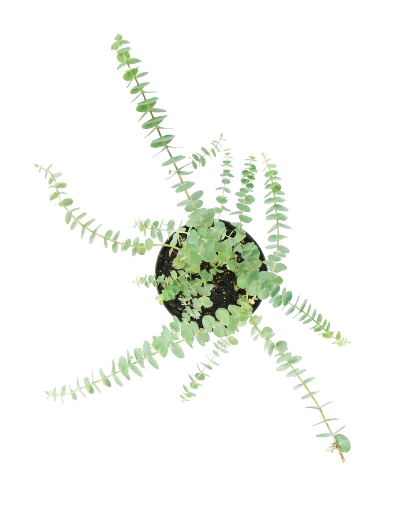 Eucalyptus pulverulenta ssp. 'Baby Blue' - The Garden Corner