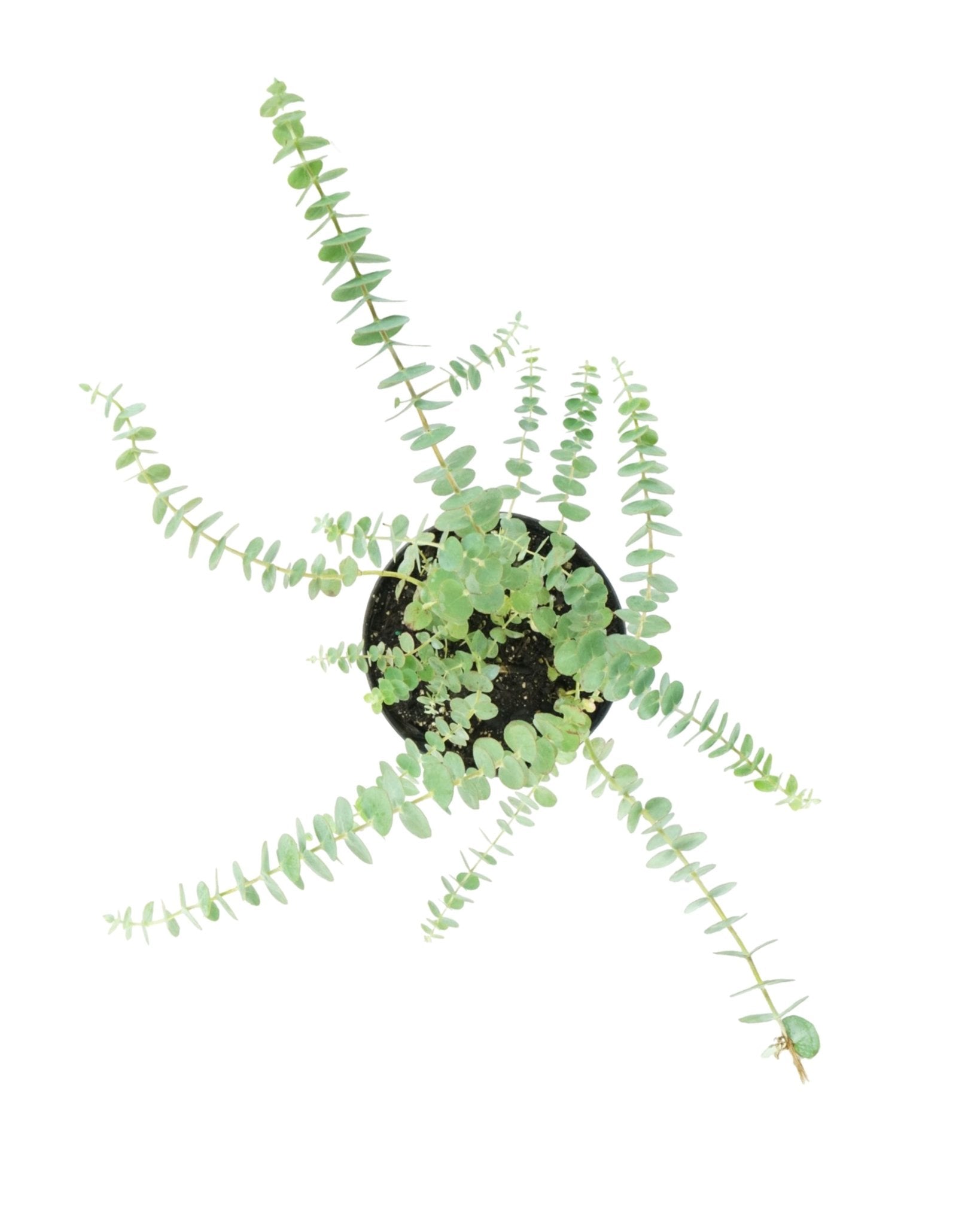 Eucalyptus pulverulenta ssp. 'Baby Blue' - The Garden Corner