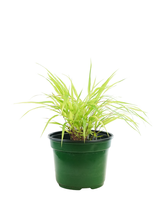 Hakonechloa macra 'All Gold'