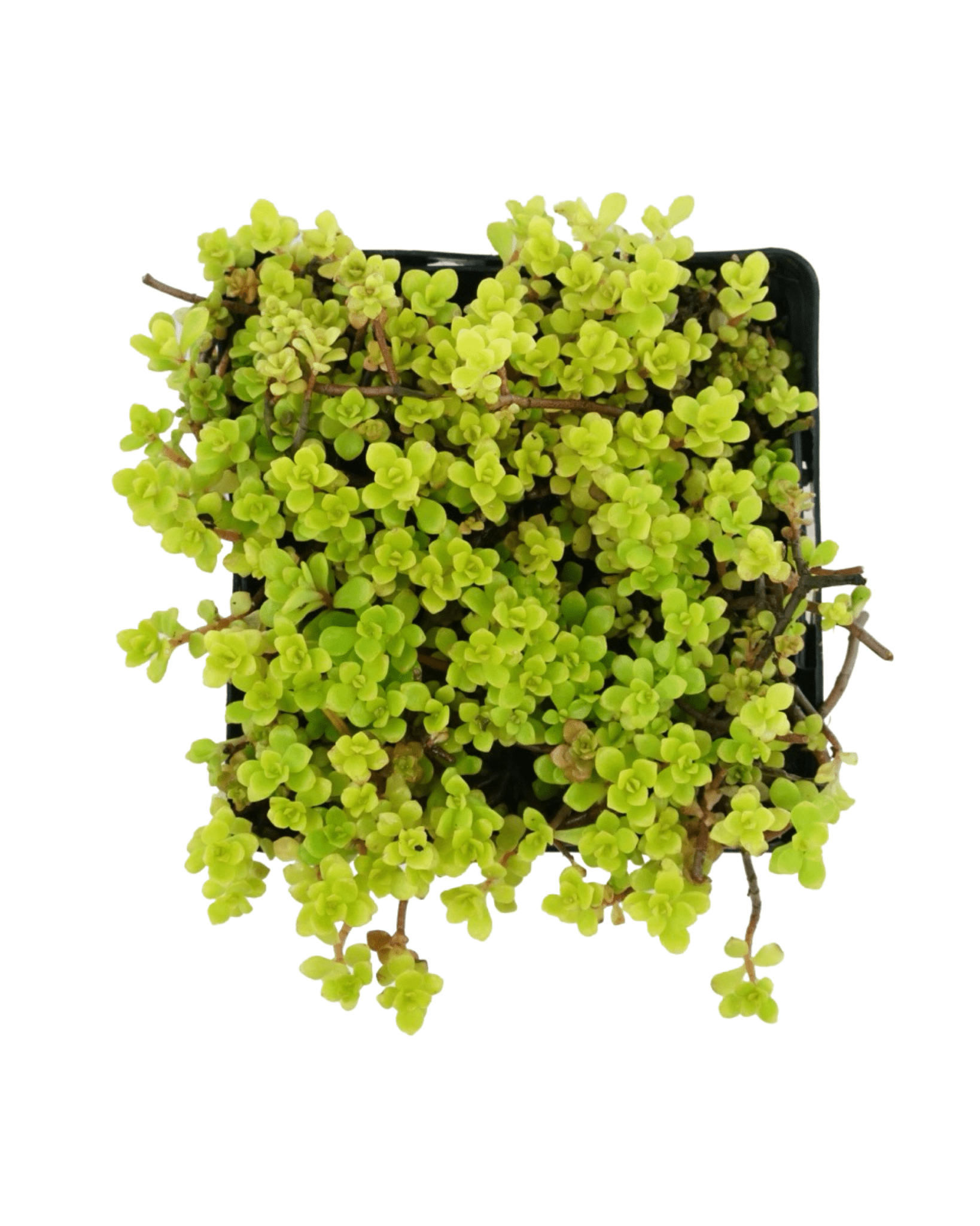 ogon succulent Sedum makinoi 'Ogon' – The Garden Corner