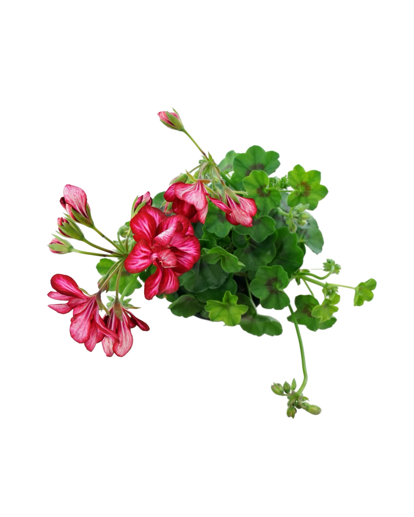 Geranium Ivy Focus™  'Red Ice'
