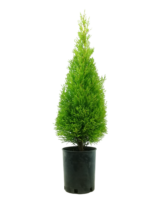 Cupressus macrocarpa 'Wilma Goldcrest'