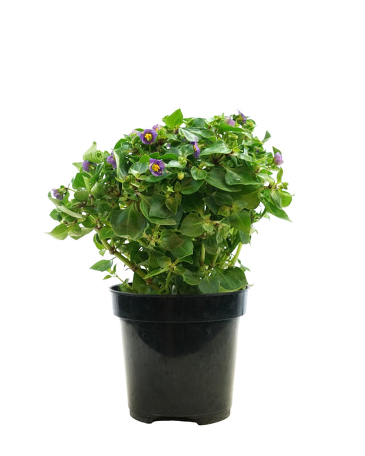 Exacum affine