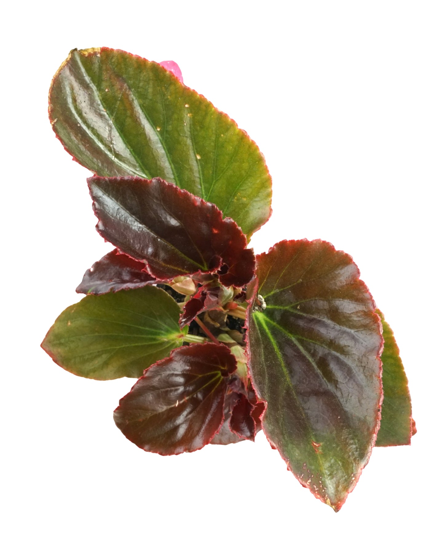 Begonia Whopper 'Rose Bronze Leaf' - Annuals