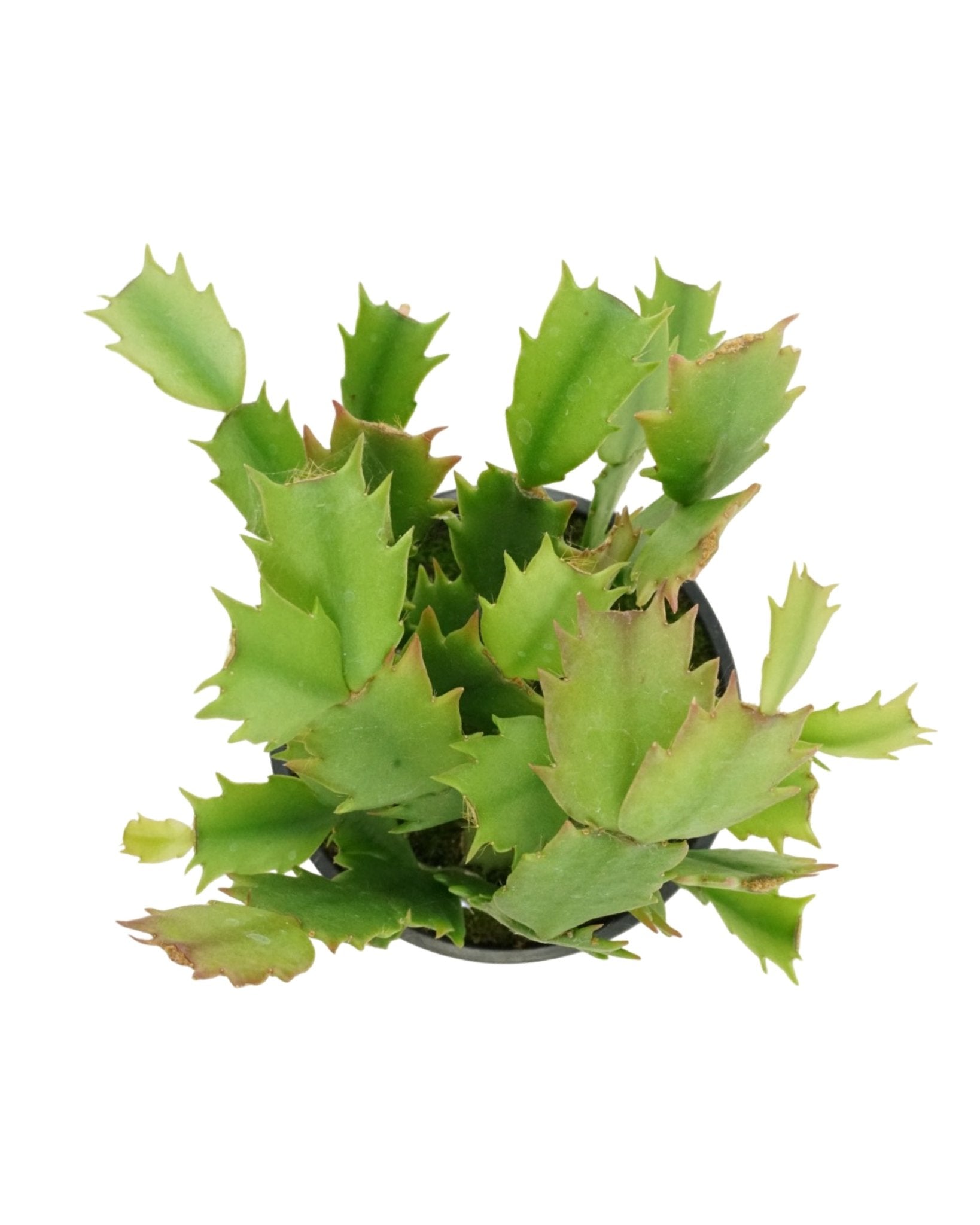 Schlumbergera 'Orange Flame' - The Garden Corner