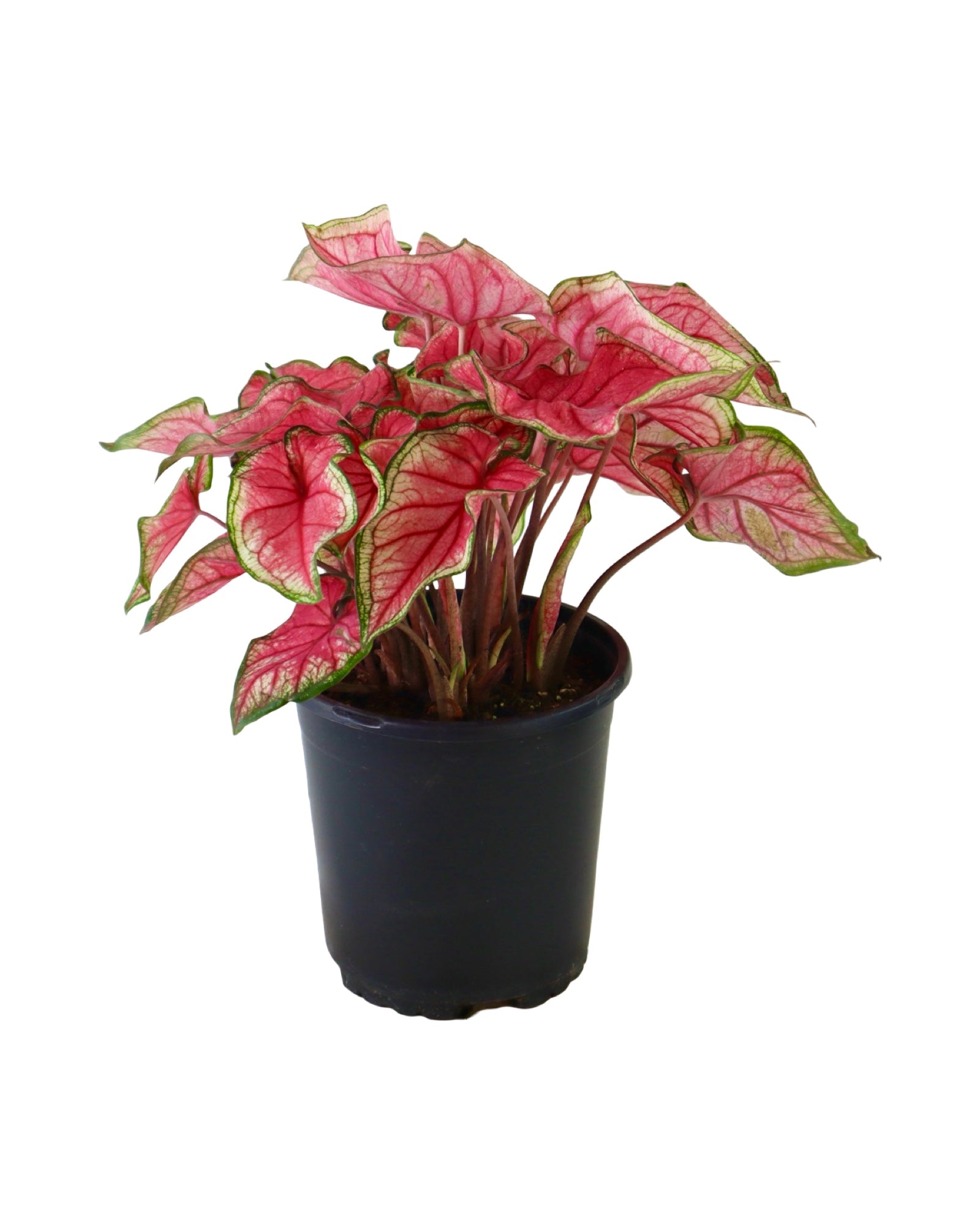 Caladium 'Puppy Love' - House Plants