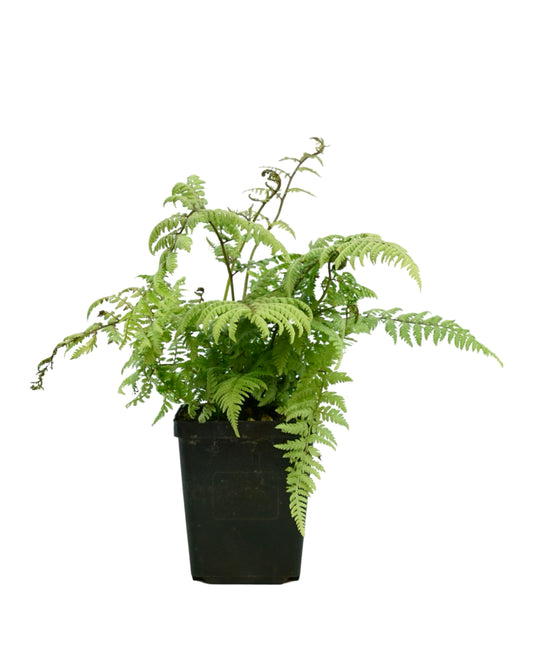 Athyrium 'Ghost'