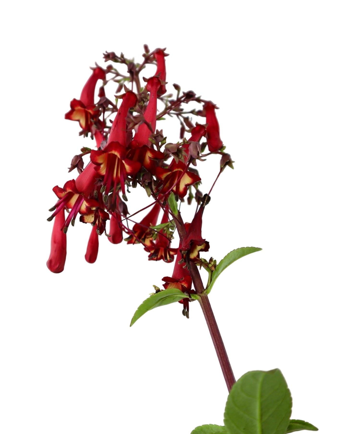 Phygelius COLORBURST™ ‘Deep Red’ - Perennials