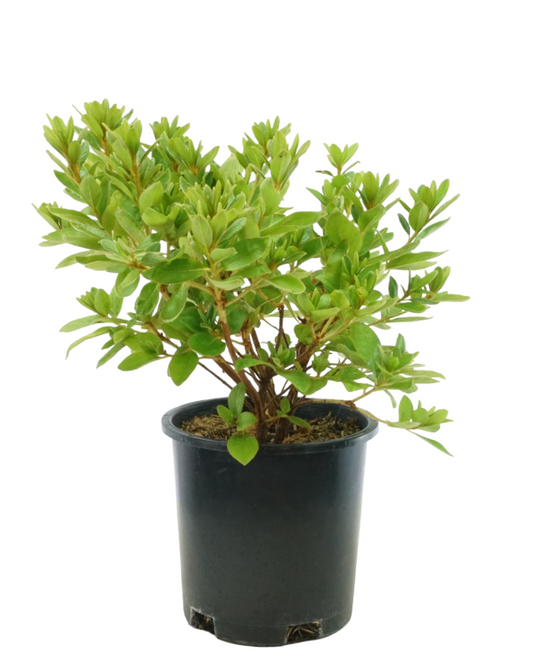 Azalea 'Everest'