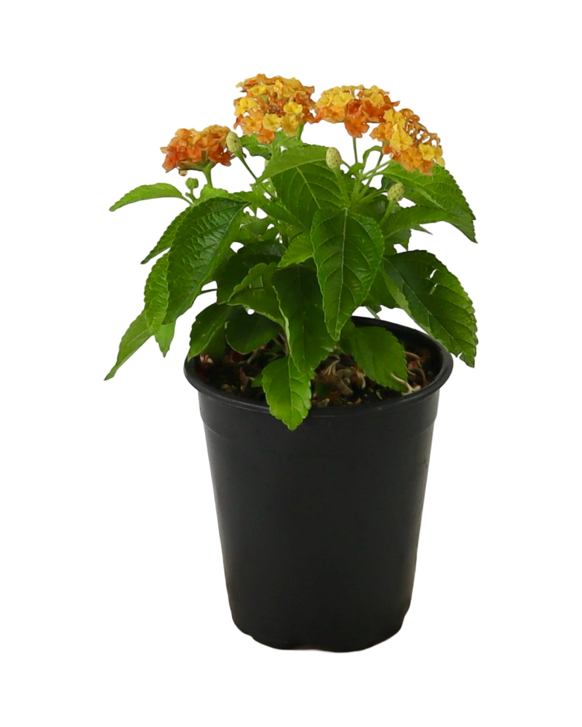 Lantana Bandolista™ 'Mango' - Annuals