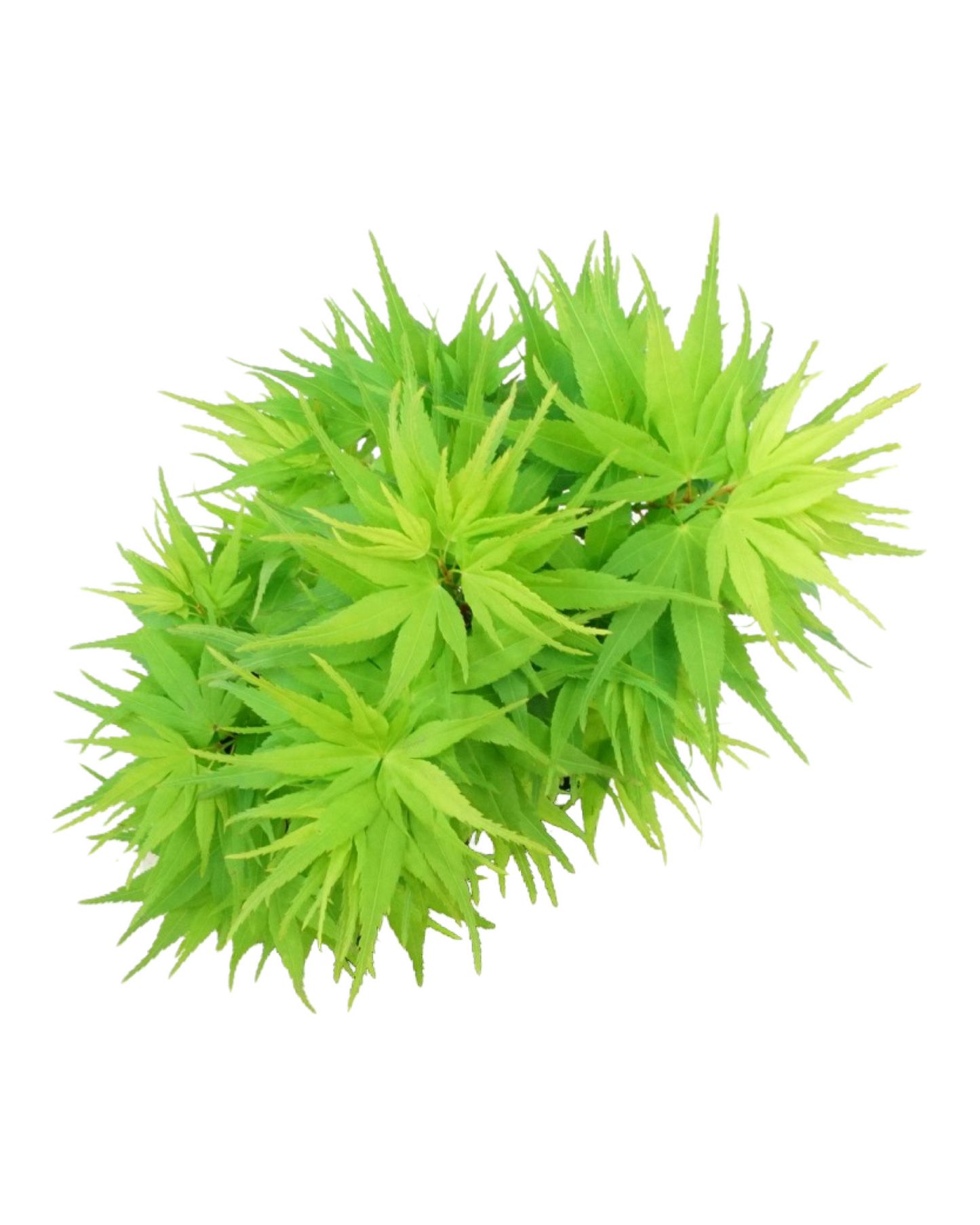 Acer palmatum 'Mikawa Yatsubusa'