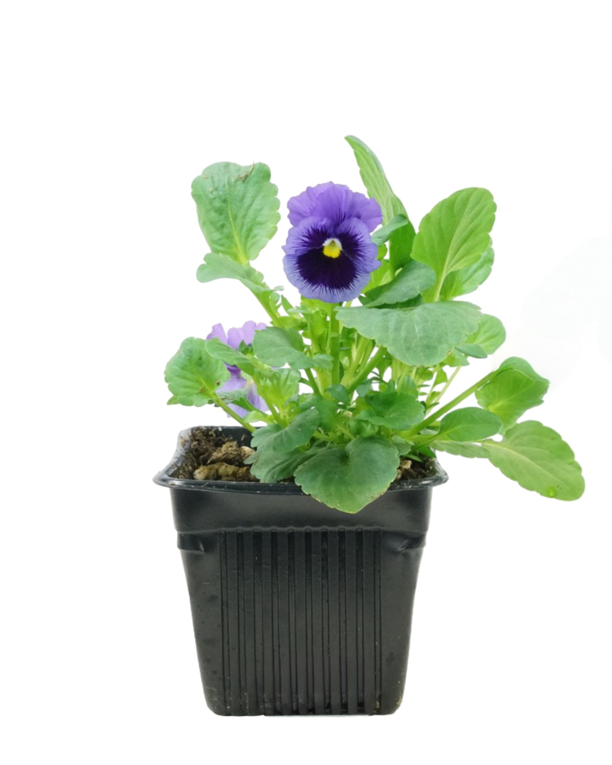 pansy indoor or outdoor plant Pansy – The Garden Corner