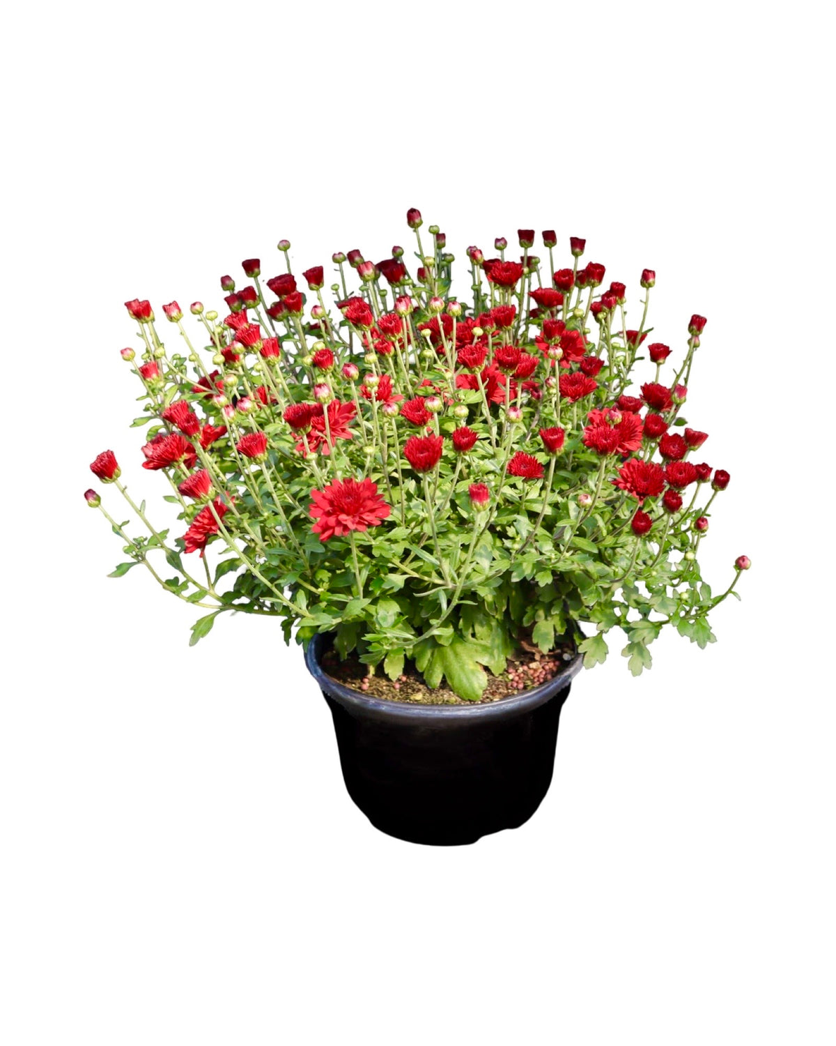 Garden Mum - Seasonal Plant