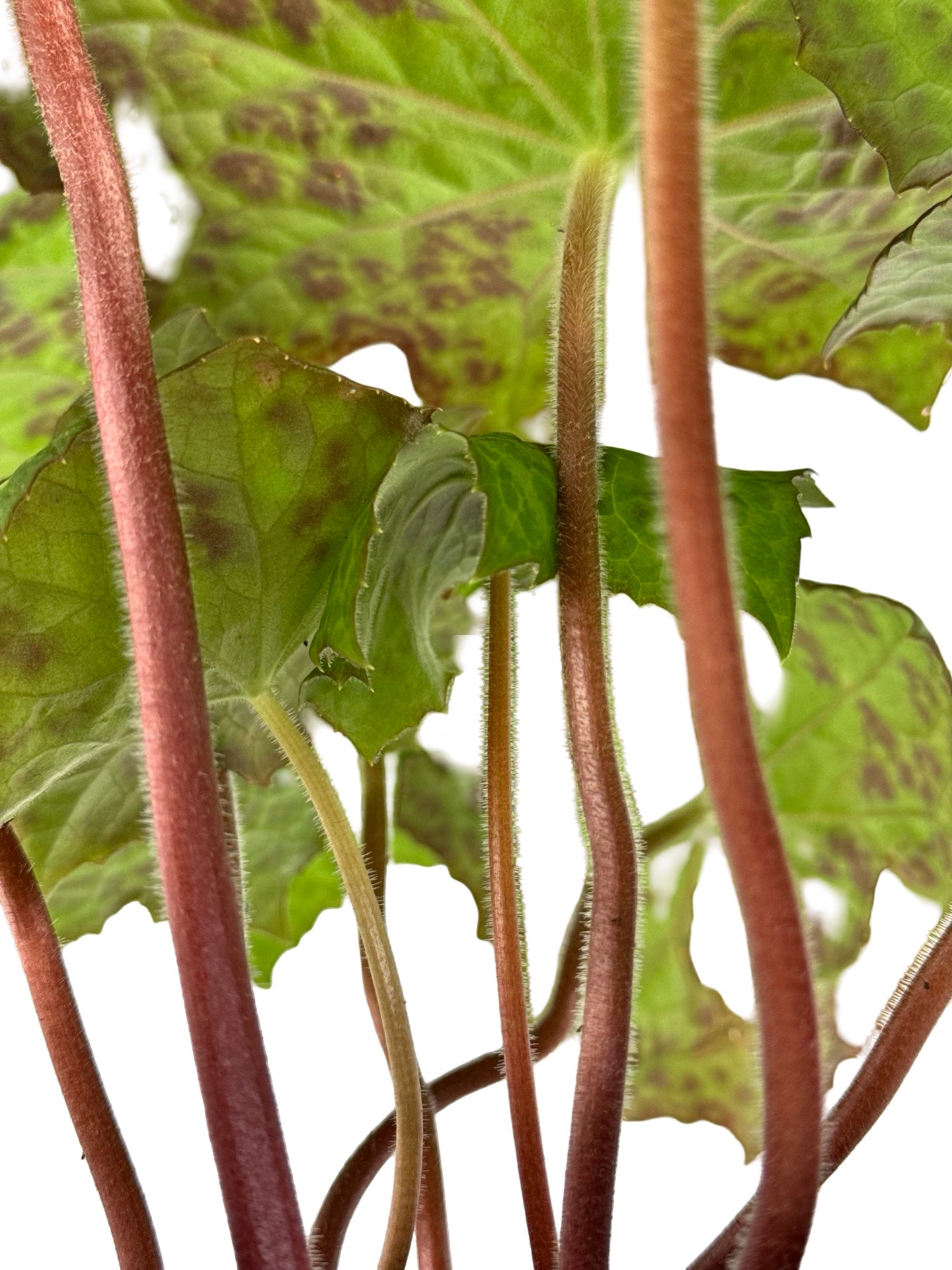 Podophyllum peltatum 'Spotty Dotty' - Perennials