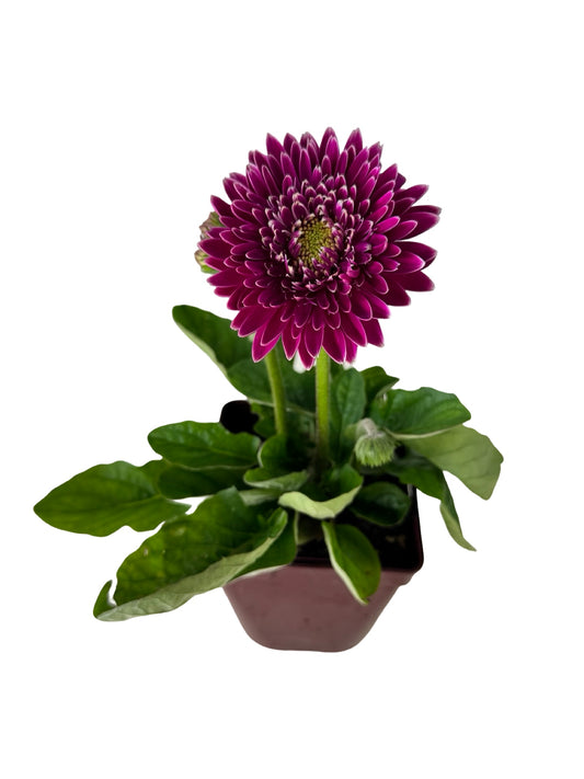 Gerbera Garvinea® Majestic Purple - Perennials