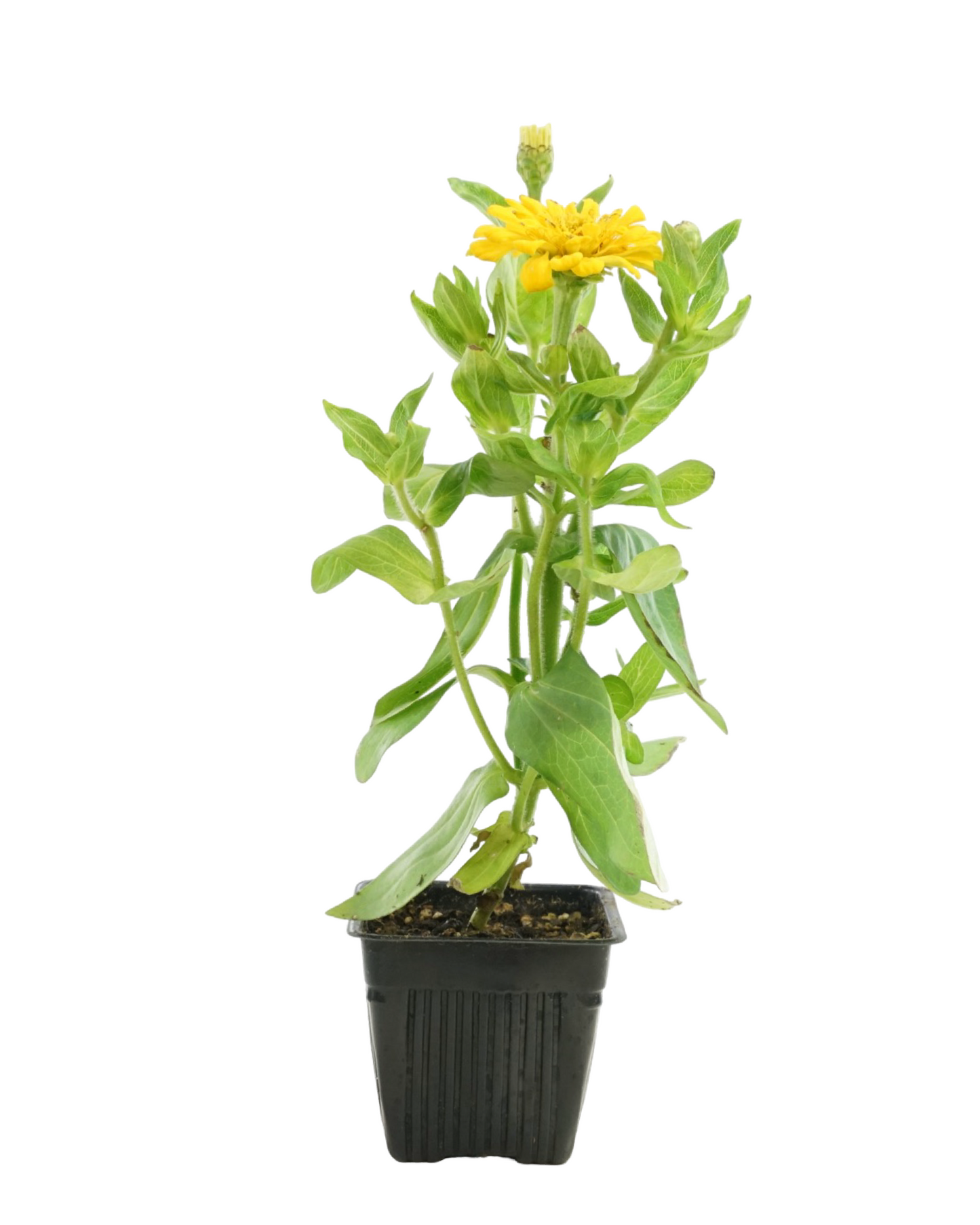 Zinnia Dreamland Mix