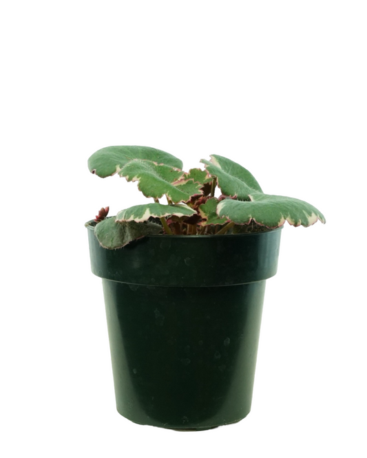 Saxifraga stolonifera 'Tricolor'