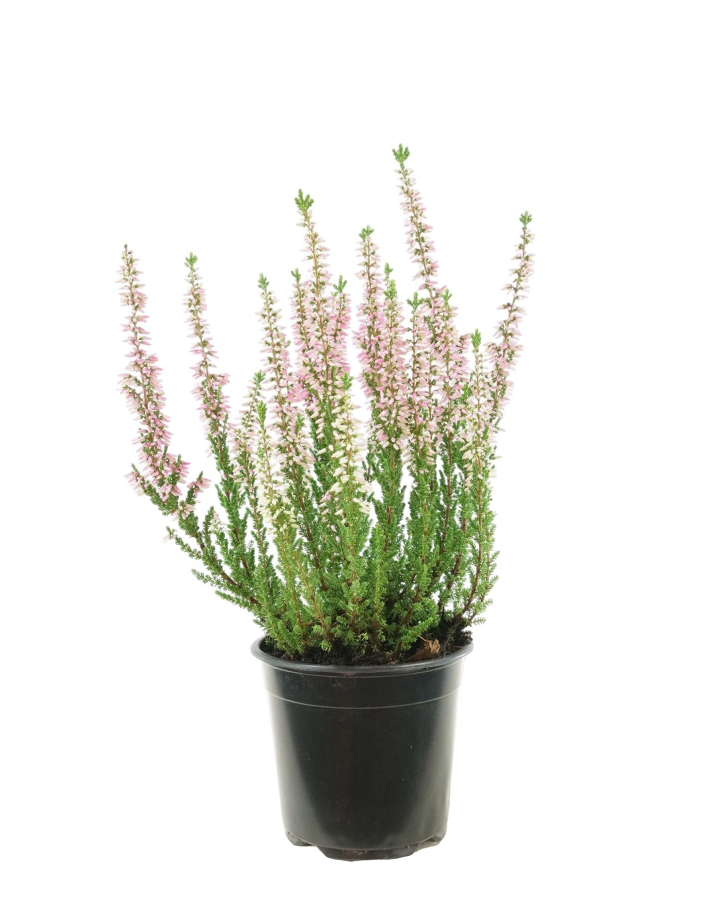 Calluna 'Michelle'