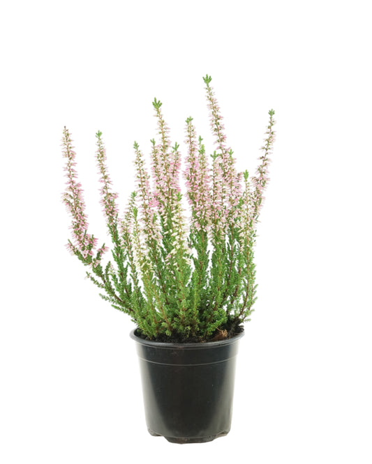 Calluna 'Michelle'