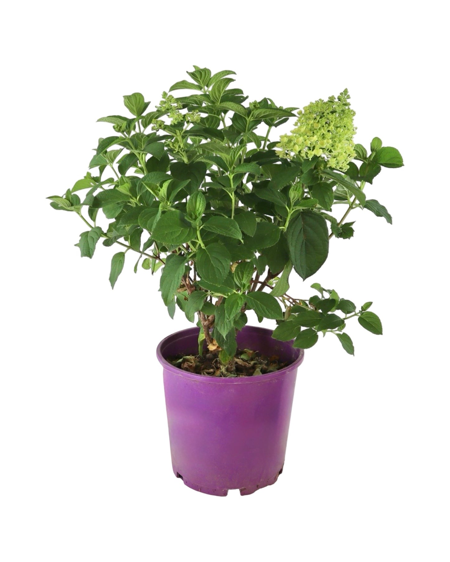 Hydrangea paniculata Little Hottie® - Shrubs