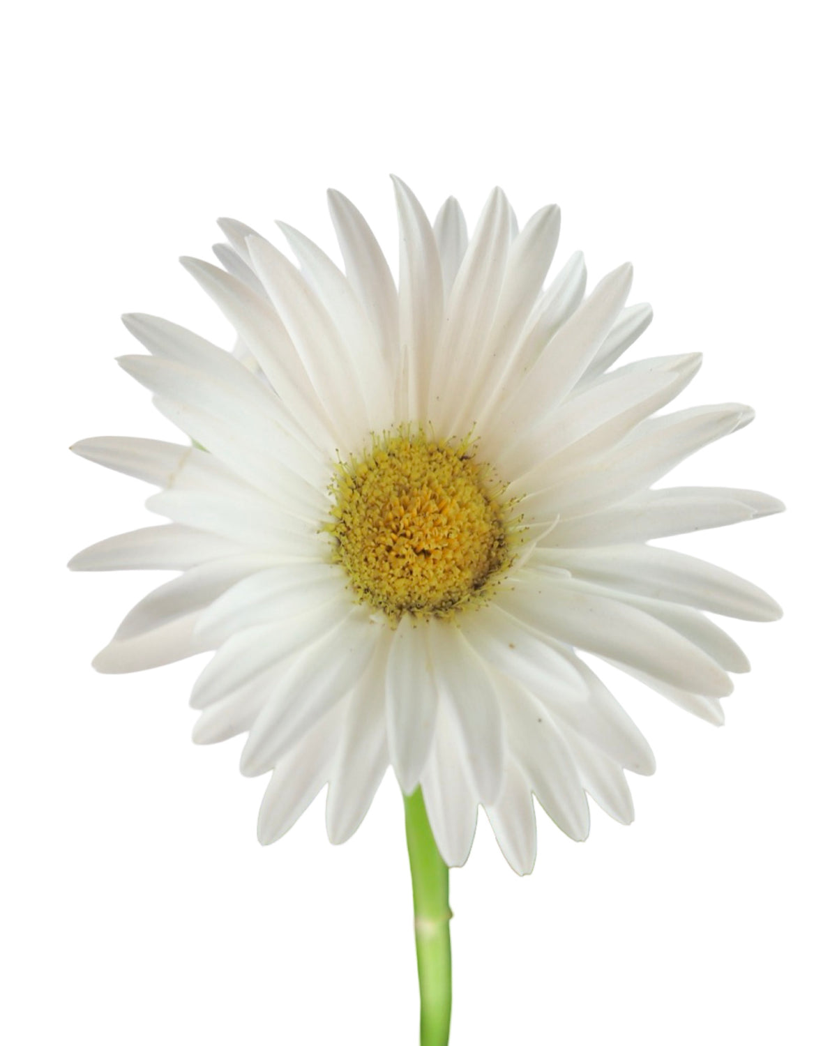 Gerbera Assorted - Annuals