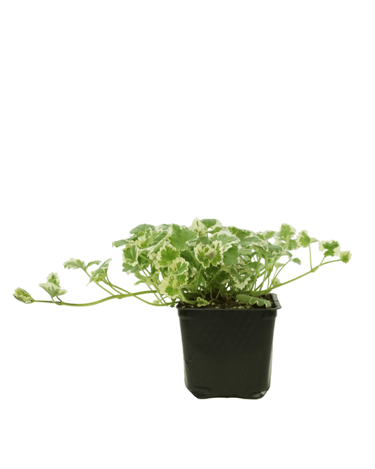 Glechoma hederacea 'Variegata' - The Garden Corner