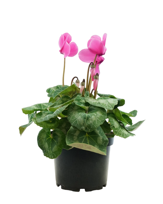 Cyclamen, Assorted - Annuals