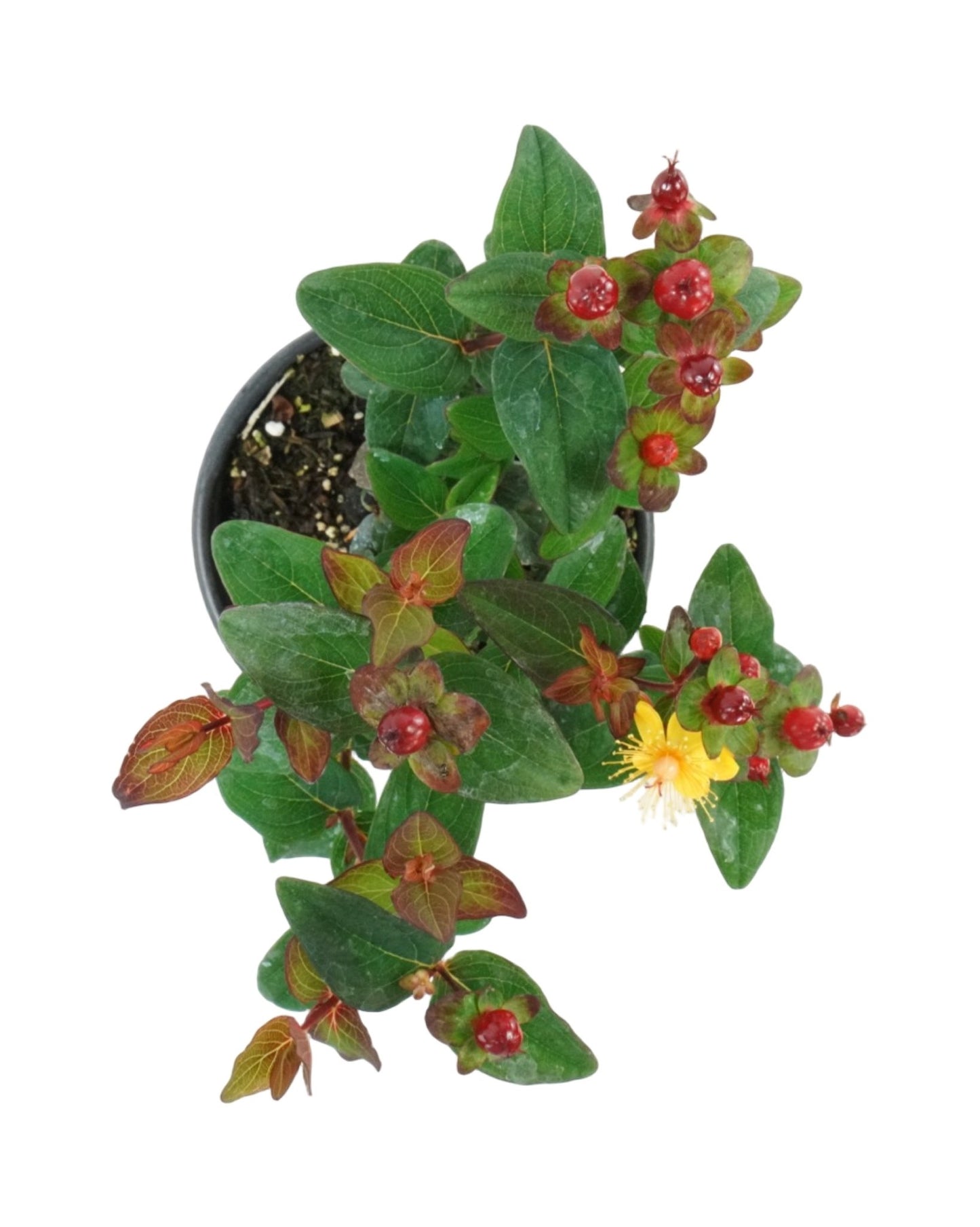 Hypericum 'Magical Midnight Glow' - The Garden Corner