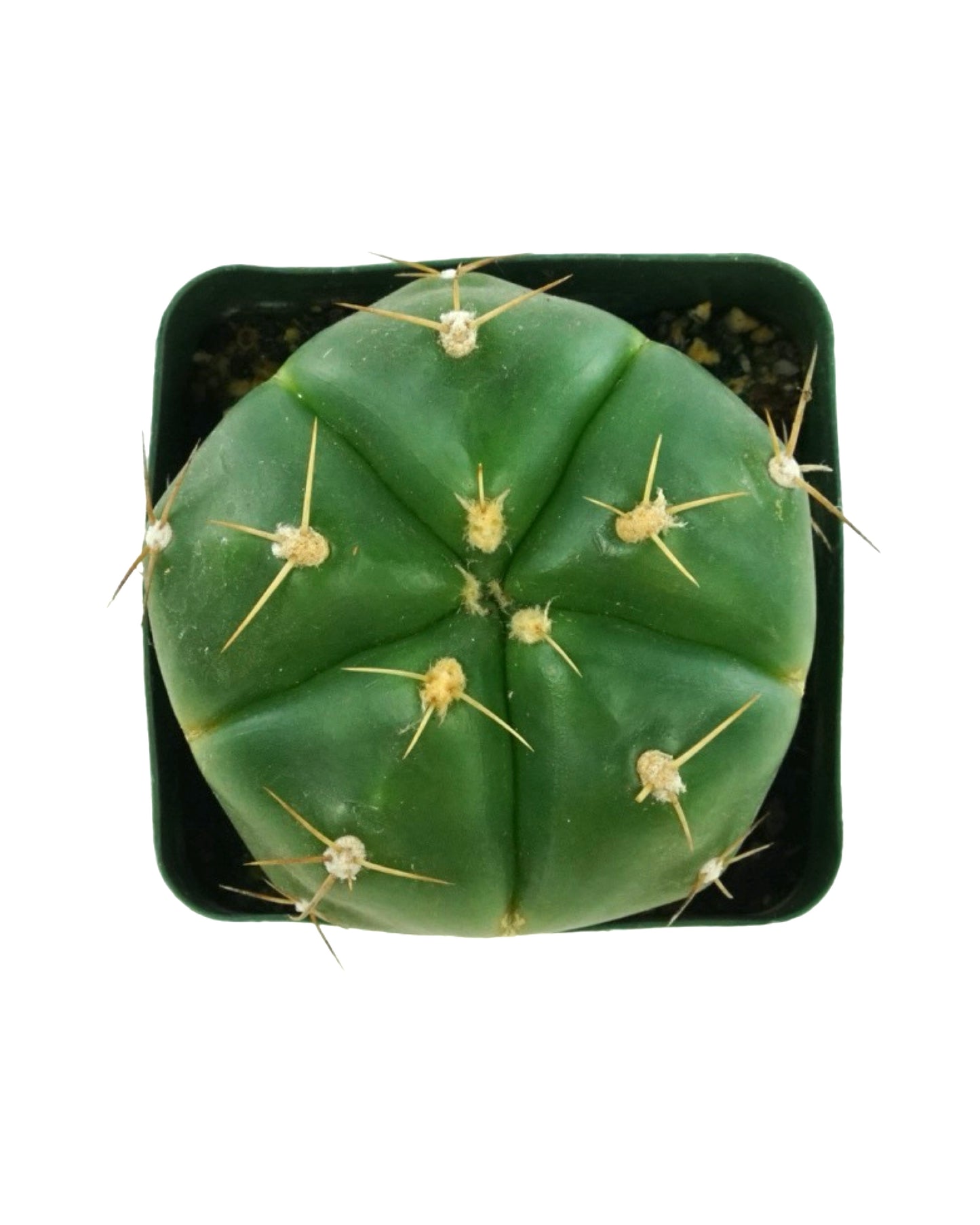 Cactus Assorted 4 Inch - Tropical Plants