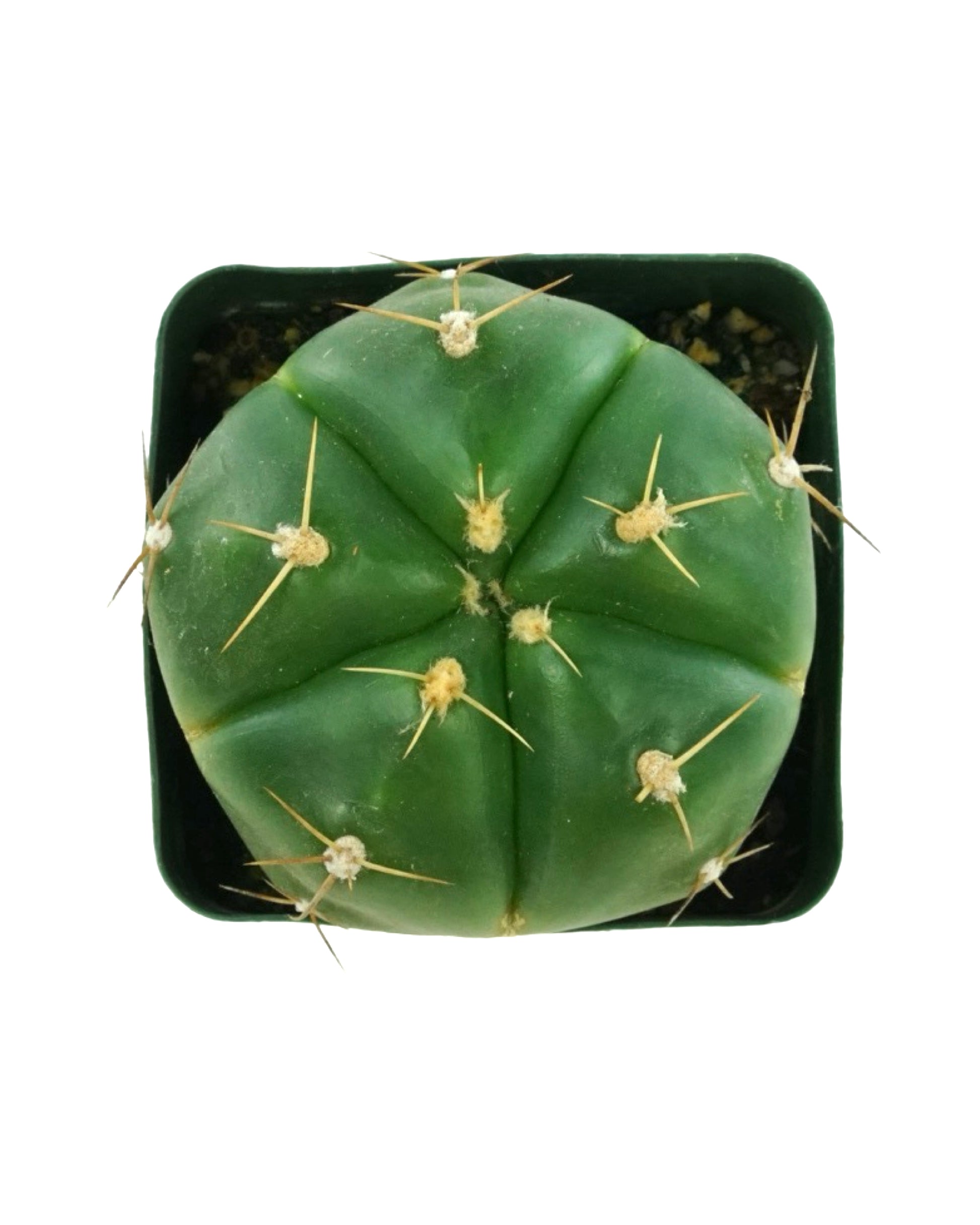 Cactus Assorted 4 Inch - Tropical Plants