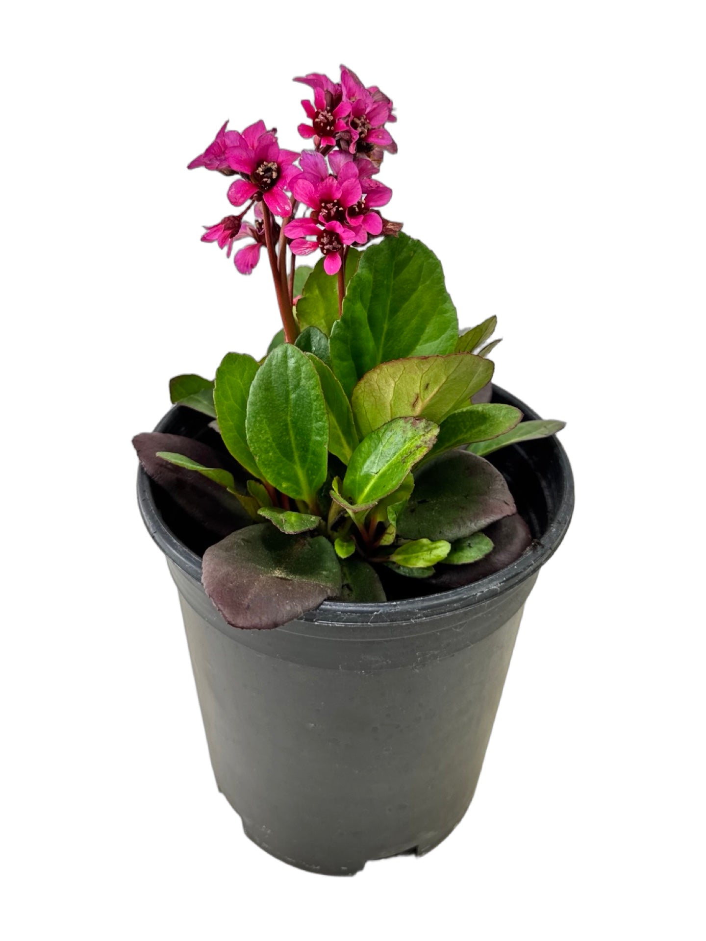 Bergenia Early Brilliance™ 'Magenta' - Perennials