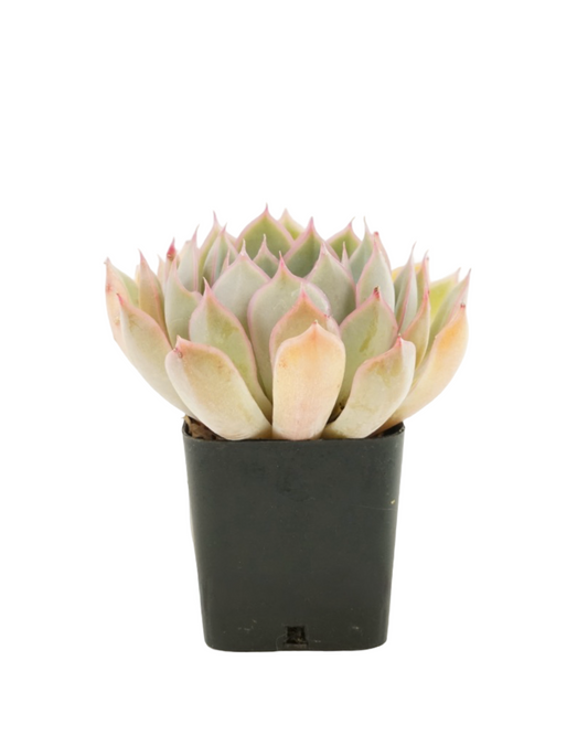 Echeveria Assorted - House Plants