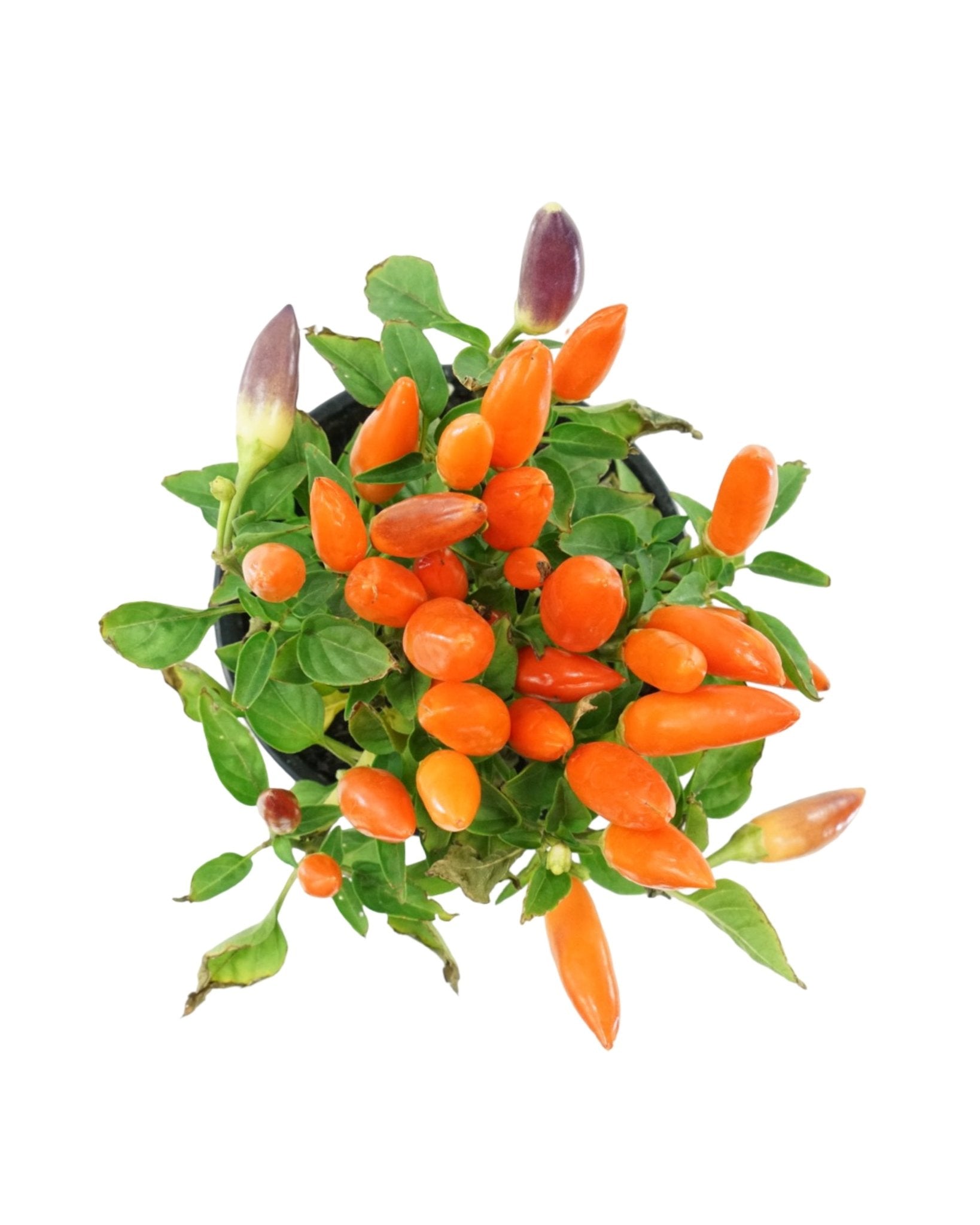 Capsicum annuum 'Acapulco Multicolor' - The Garden Corner