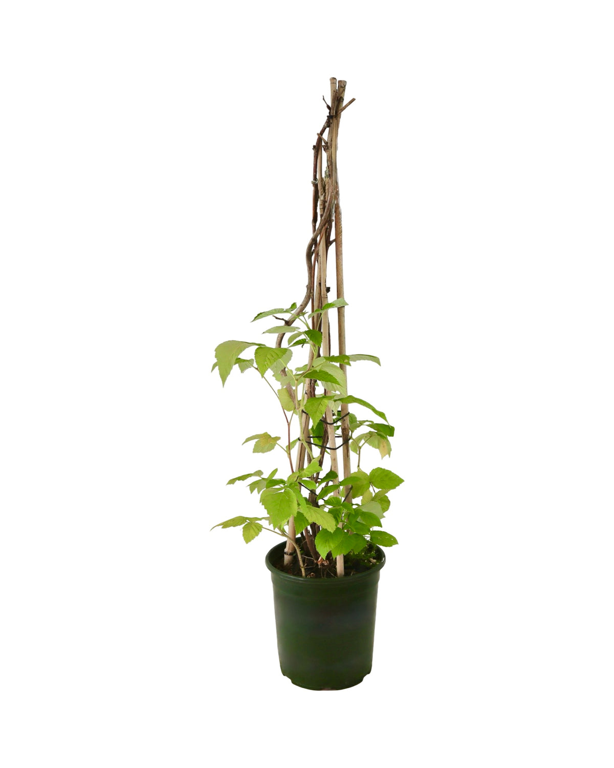 Rubus idaeus 'Canby Red' - Shrubs