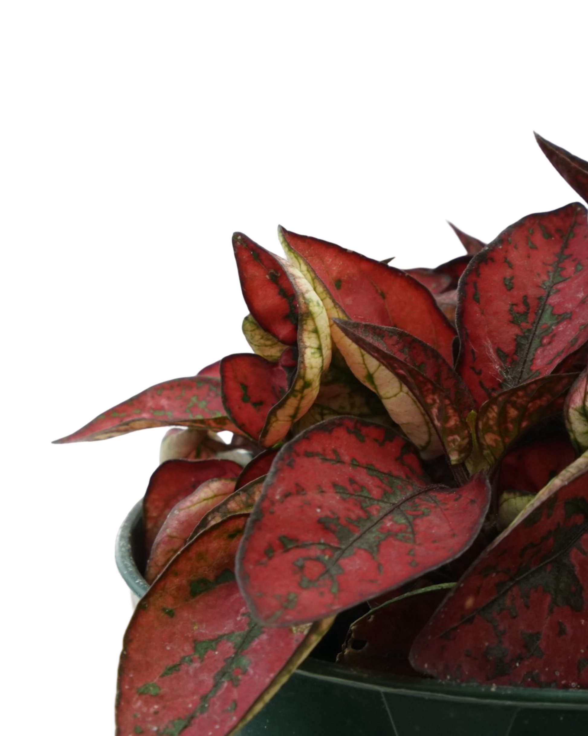 Hypoestes phyllostachya 'Red' - House Plants