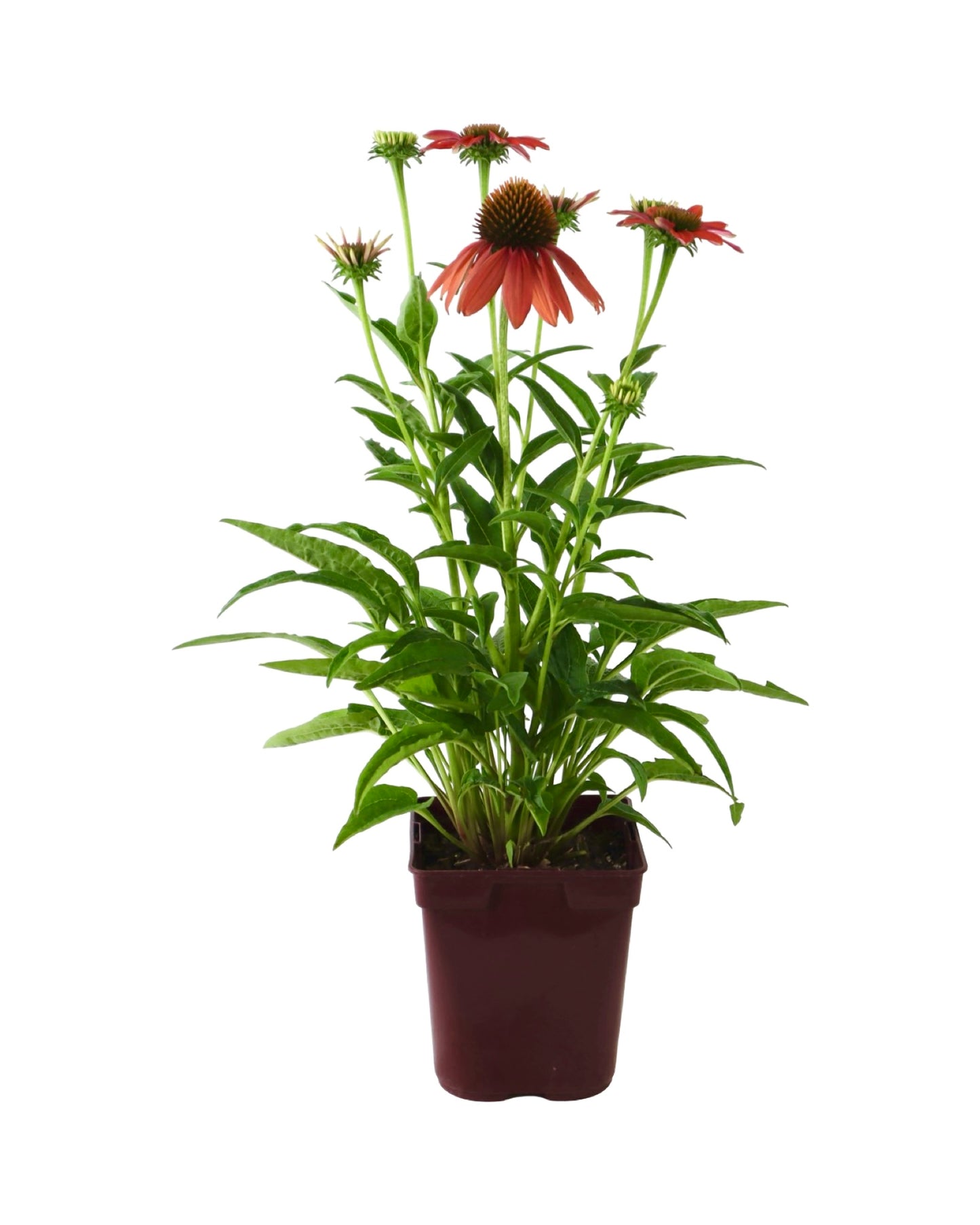 Echinacea 'Artisan Soft Orange' - Perennials