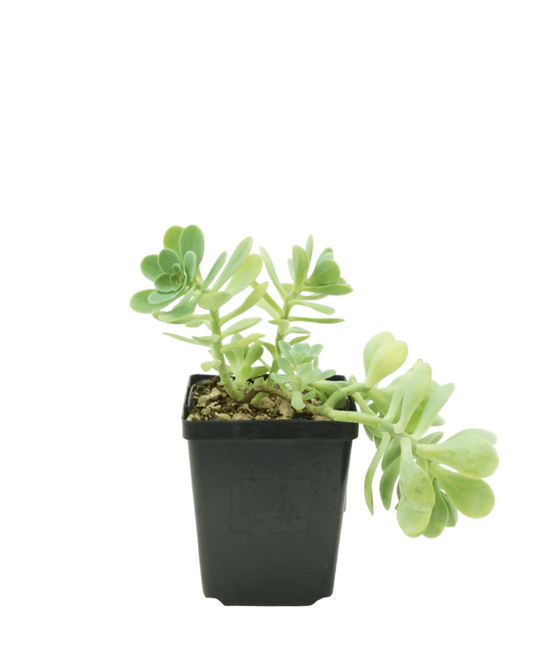Sedum palmeri - The Garden Corner