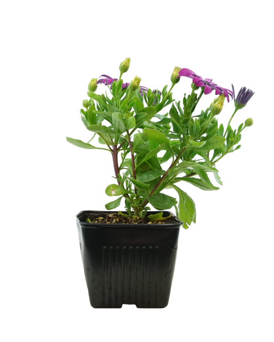 Osteospermum 'Zion Violet Feather'