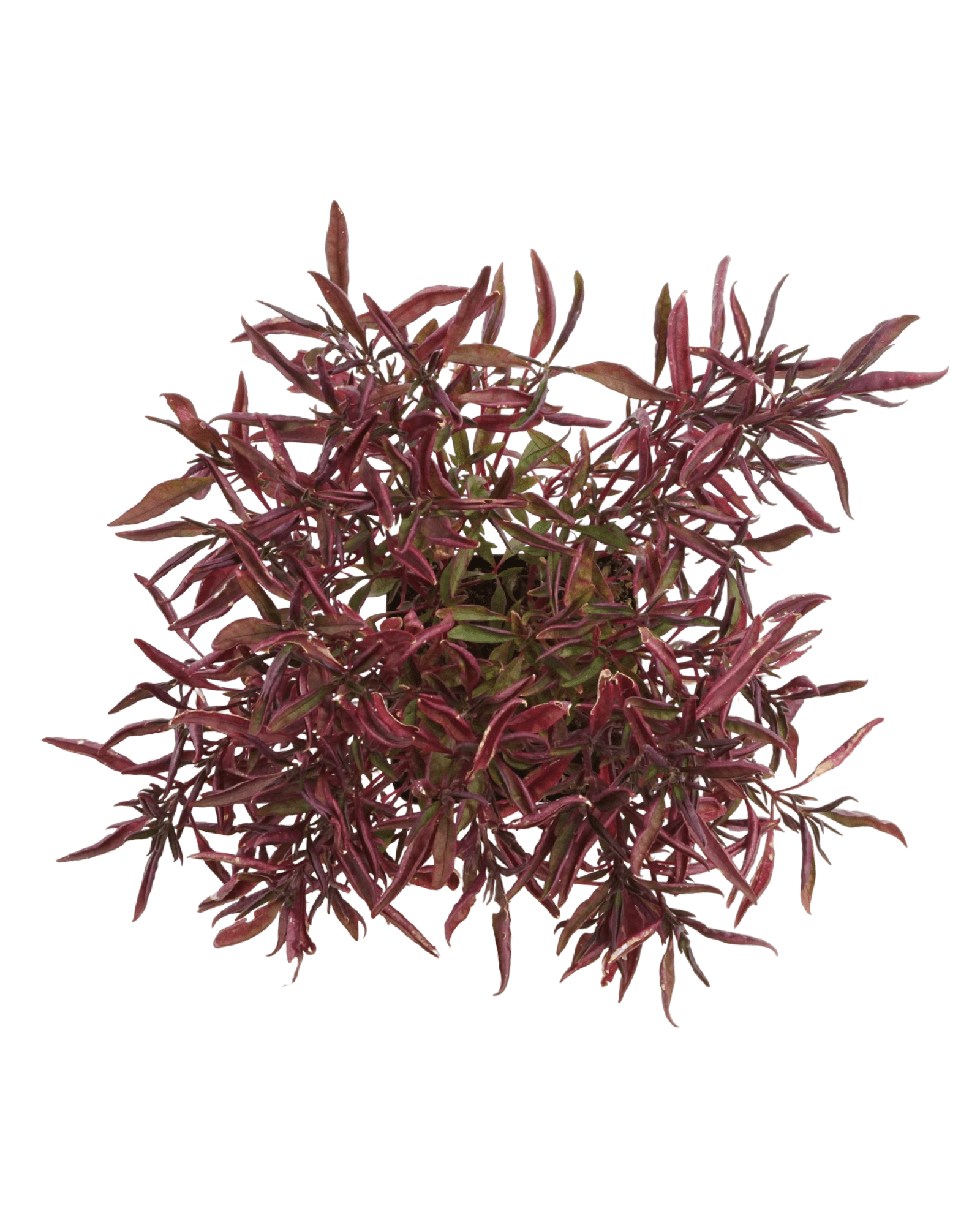 Alternanthera 'Red Threads' - The Garden Corner