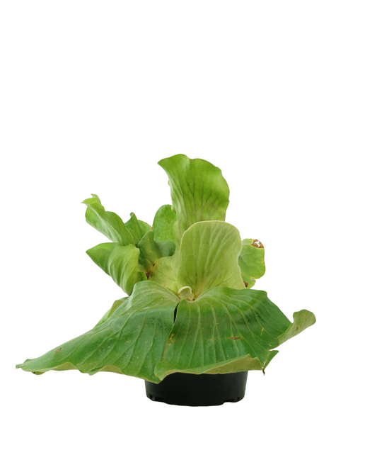 Platycerium elaphantotis