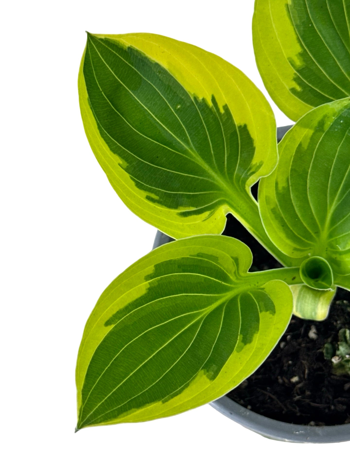 Hosta ‘Brim Cup’ -