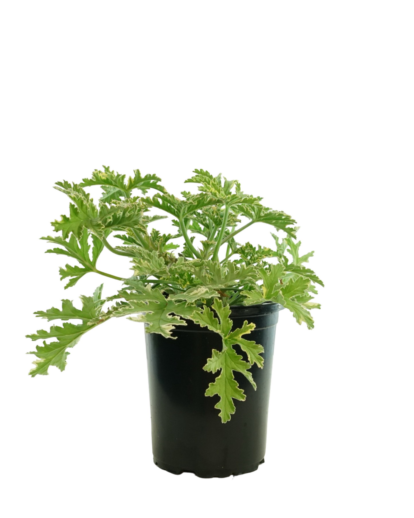 Pelargonium 'Lady Plymouth'