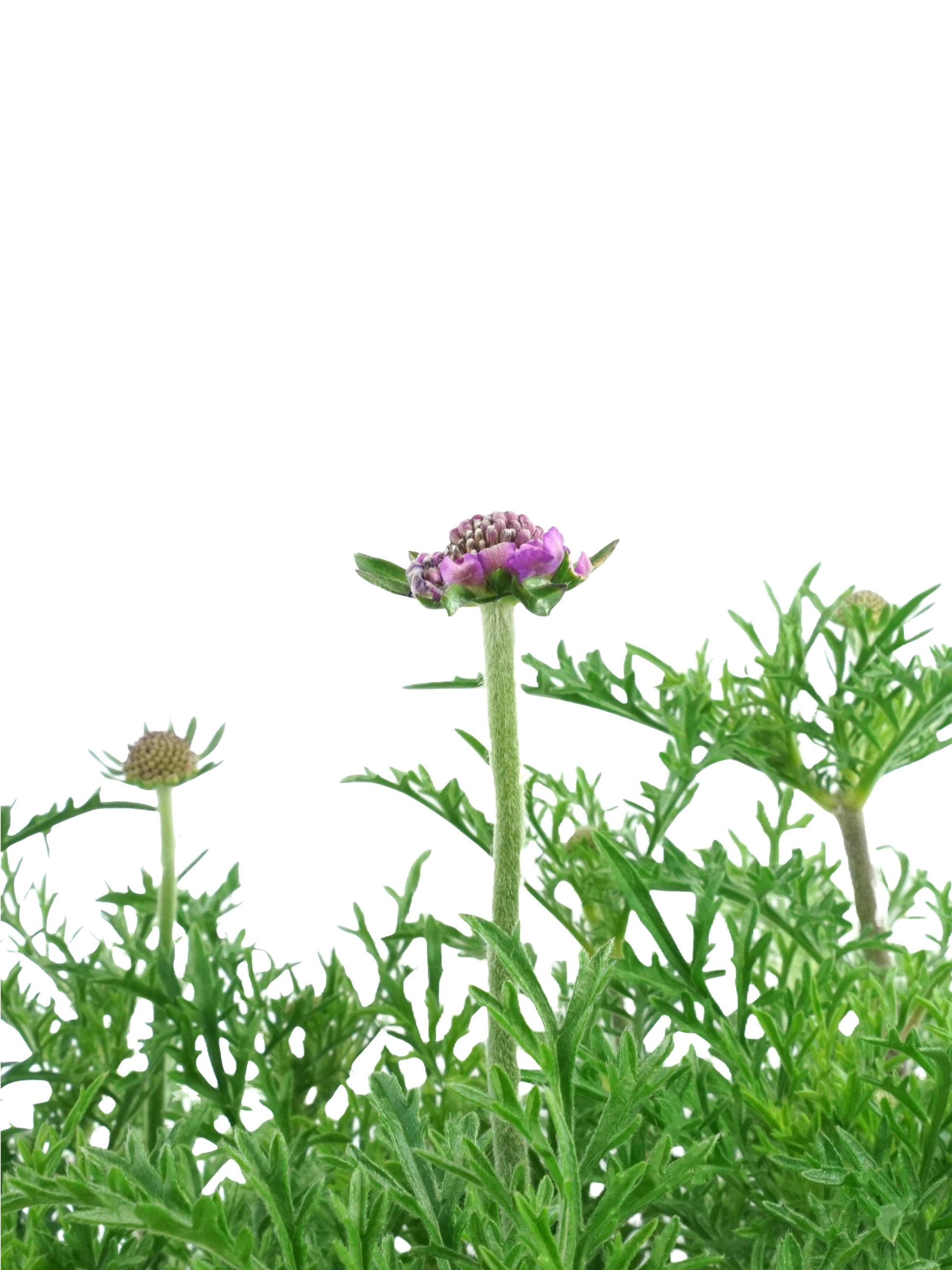 Scabiosa columbaria 'Vivid Violet' - Perennials