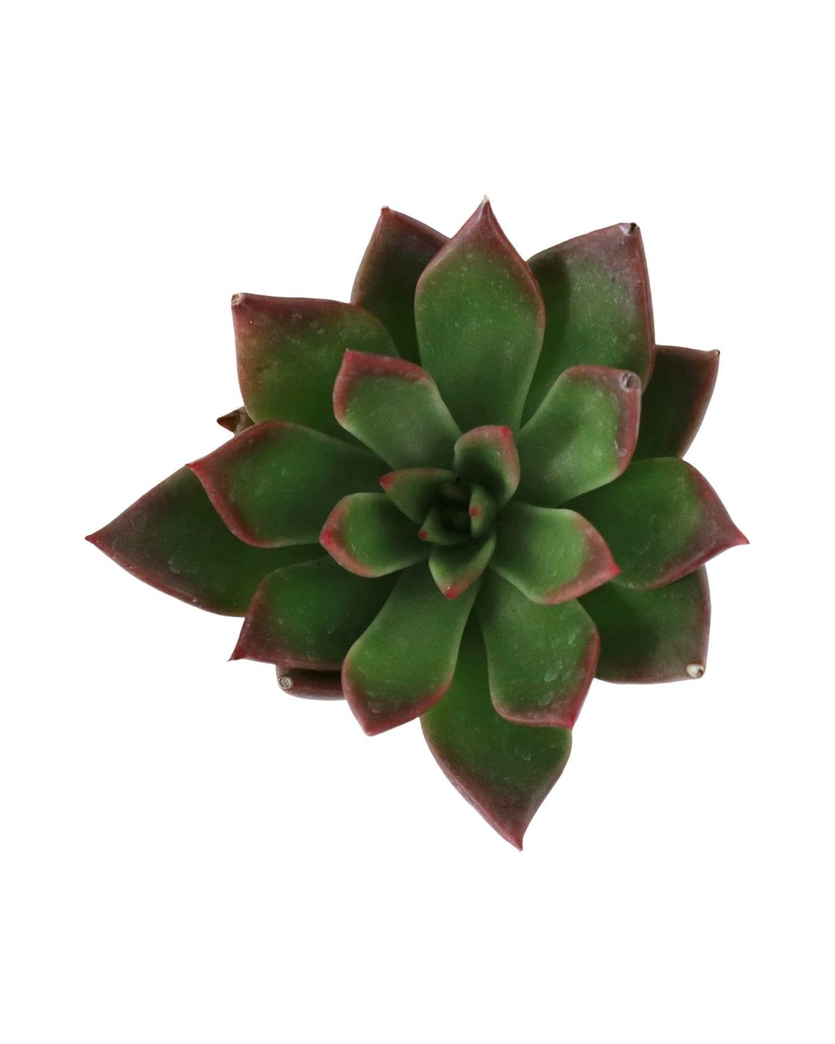 Echeveria ‘Fiesta’ - House Plants