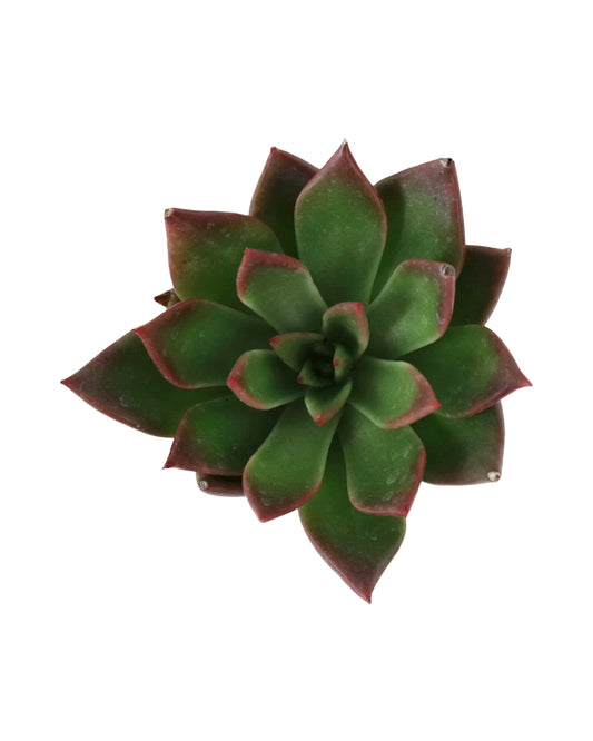 Echeveria ‘Fiesta’ - House Plants