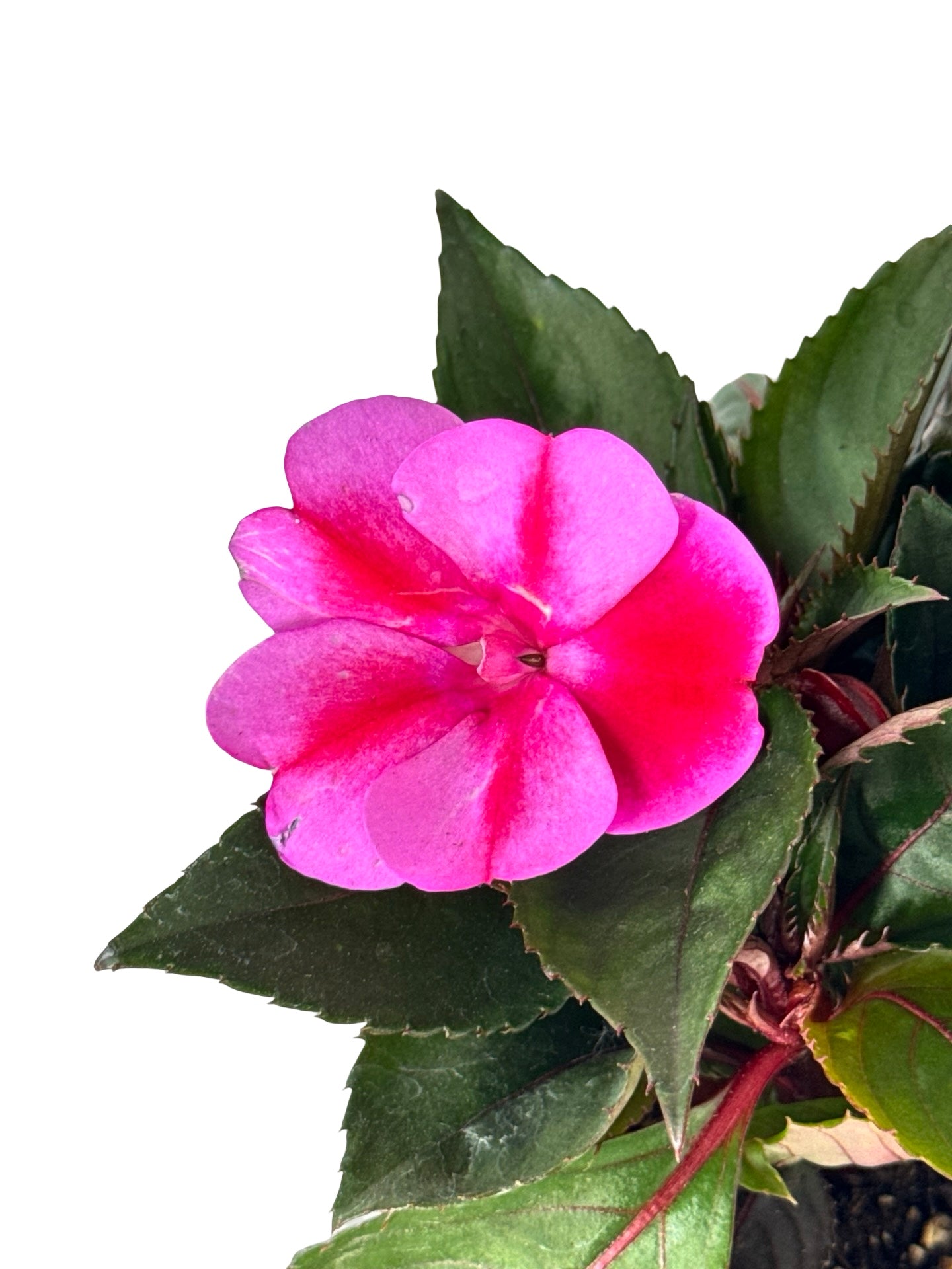 Sunpatiens compact 'Red Candy' - Annuals