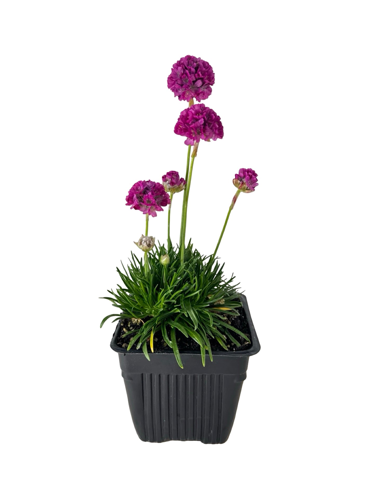 Armeria maritima 'Splendens' - Perennials